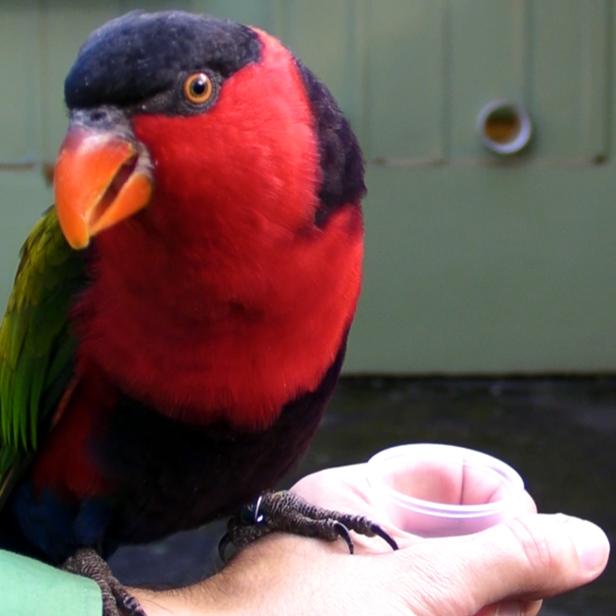 A lorikeet looking into the camera while perched on a hand that holds an empty plastic feeding cup